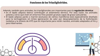Funciones de los Triacilglicéridos.
Además, también para animales, los triacilgliceroles son importantes para la regulación térmica:
En el tejido adiposo blanco contribuyen al aislamiento térmico. Por esta razón, los animales
polares y otros que viven en entornos fríos poseen gruesas capas de grasa subcutánea.
El tejido adiposo pardo o marrón (exclusivo de ciertos mamíferos) está especialmente diseñado
para la termogénesis sin tiriteo (generación de calor por desacoplamiento de la fosforilación
oxidativa y la síntesis de ATP) que es importante para recién nacidos, animales adaptados al frío y
para hibernantes.
 