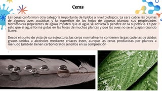 Las ceras conforman otra categoría importante de lípidos a nivel biológico. La cera cubre las plumas
de algunas aves acuáticas y la superficie de las hojas de algunas plantas: sus propiedades
hidrofóbicas (repelentes de agua) impiden que el agua se adhiera o penetre en la superficie. Es por
esto que el agua forma gotas en las hojas de muchas plantas y que las aves no se empapan cuando
llueve.
Desde el punto de vista de su estructura, las ceras normalmente contienen largas cadenas de ácidos
grasos unidas a alcoholes mediante enlaces éster, aunque las ceras producidas por plantas a
menudo también tienen carbohidratos sencillos en su composición
.
Ceras
 