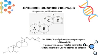 COLESTEROL: Anfipático con una parte polar
( -OH en el C3)
y una parte no polar (núcleo esteroideo y
cadena lateral del C17 y 8 átomos de carbono
ESTEROIDES: COLESTEROL Y DERIVADOS
ciclopentanoperhidrofenantreno
 