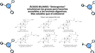 ÁCIDOS BILIARES: “Detergentes”
emulsionan las grasas para hacerlas
accesibles a las enzimas digestivas.
Más solubles que el colesterol
 