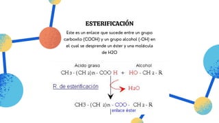 Este es un enlace que sucede entre un grupo
carboxilo (COOH) y un grupo alcohol (-OH) en
el cual se desprende un éster y una molécula
de H2O
ESTERIFICACIÓN
 