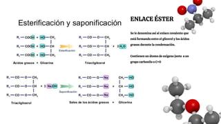 Se le denomina así al enlace covalente que
está formando entre el glicerol y los ácidos
grasos durante la condensación.
Contienen un átomo de oxígeno junto a un
grupo carbonilo o C=O
ENLACE ÉSTER
 