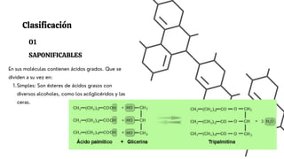 En sus moléculas contienen ácidos grados. Que se
dividen a su vez en:
Simples: Son ésteres de ácidos grasos con
diversos alcoholes, como los acilglicéridos y las
ceras.
1.
01
SAPONIFICABLES
Clasificación
 
