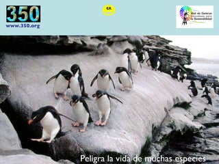 Peligra la vida de muchas especies 