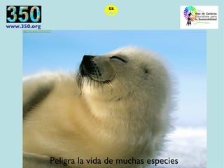 Peligra la vida de muchas especies 