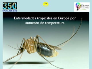 Enfermedades tropicales en Europa por aumento de temperatura 