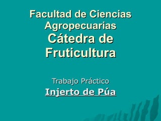 Facultad de Ciencias Agropecuarias Cátedra de Fruticultura Trabajo Práctico Injerto de Púa 