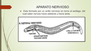 APARATO NERVIOSO 
 Esta formado por un anillo nervioso en torno al esófago, del 
cual salen nervios hacia adelante y hacia atrás. 
 