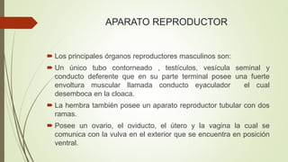 APARATO REPRODUCTOR 
 Los principales órganos reproductores masculinos son: 
 Un único tubo contorneado , testículos, vesícula seminal y 
conducto deferente que en su parte terminal posee una fuerte 
envoltura muscular llamada conducto eyaculador el cual 
desemboca en la cloaca. 
 La hembra también posee un aparato reproductor tubular con dos 
ramas. 
 Posee un ovario, el oviducto, el útero y la vagina la cual se 
comunica con la vulva en el exterior que se encuentra en posición 
ventral. 
 