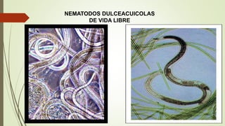 NEMATODOS DULCEACUICOLAS 
DE VIDA LIBRE 
 
