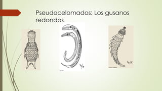 Pseudocelomados: Los gusanos 
redondos 
 