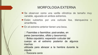 MORFOLOGIA EXTERNA 
 Se observan como una varilla cilíndrica de tamaño muy 
variable, aguzada en ambos extremos. 
 Están cubiertos por una cutícula lisa, blanquecina o 
amarillenta. 
 En el extremo anterior tienen una boca. 
Fasmides o fasmidios: post-anales, en 
pares (sensoriales, olfato y taxonomía) 
Bolsa copulatriz: expansión cuticular del 
cuerpo en el extremo posterior de algunos 
machos 
utilizada para abrazar a la hembra durante la 
cópula 
.: Toxocara canis 
 