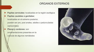 ORGANOS EXTERNOS 
 Papilas cervicales: localizadas en la región esofágica 
 Papilas caudales o genitales: 
localizadas en el extremo posterior, 
pueden ser pre, post anales, sésiles o pedunculadas 
(sensoriales) 
 Placas y cordones: son 
ornamentaciones presentes en la 
cutícula de algunos nemátodos 
 