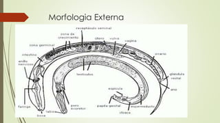 Morfologia Externa 
 