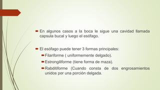  En algunos casos a la boca le sigue una cavidad llamada 
capsula bucal y luego el esófago. 
 El esófago puede tener 3 formas principales: 
Filariforme ( uniformemente delgado). 
Estrongiliforme (tiene forma de maza). 
Rabditiforme (Cuando consta de dos engrosamientos 
unidos por una porción delgada. 
 