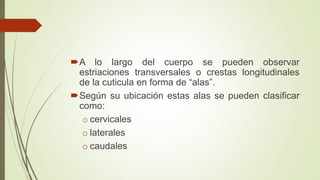 A lo largo del cuerpo se pueden observar 
estriaciones transversales o crestas longitudinales 
de la cuticula en forma de “alas”. 
Según su ubicación estas alas se pueden clasificar 
como: 
o cervicales 
o laterales 
o caudales 
 