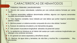 CARACTERISTICAS DE NEMATODOS 
 1.- Triblásticos, bilaterales, pseudocelomados. 
 2.- Sección del cuerpo redondeada; cubiertos por una cutícula externa formada por varias 
capas. 
 3.- Órganos sensoriales cefálicos denominados anfidios; algunos con órganos sensoriales 
caudales denominados fasmidios. 
 4.- Tubo digestivo completo; boca rodeada por seis labios que portan órganos sensoriales: 
papilas o sedas. 
 5.- Muchos poseen un sistema excretor compuesto de una o dos células “renetas”. 
 6.- Carecen de sistemas circulatorio y de intercambio de gases. 
 7.- Sólo poseen musculatura longitudinal adosada a la pared del cuerpo 
 8.- La epidermis se introduce en el interior del cuerpo por cuatro cordones longitudinales que 
albergan a los cordones nerviosos. 
 9.- En general con sexos separados y dimorfismo sexual. 
 10.- Marinos, de agua dulce y terrestres; de vida libre y muchos fito- o zooparásitos. Muy 
abundantes 
 