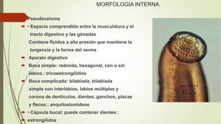 MORFOLOGIA INTERNA 
 Pseudoceloma 
 • Espacio comprendido entre la musculatura y el 
tracto digestivo y las gónadas 
Contiene fluidos a alta presión que mantiene la 
turgencia y la forma del verme 
 Aparato digestivo 
 Boca simple: redonda, hexagonal, con o sin 
labios.: tricoestrongilidios 
 Boca complicada: bilabiada, trilabiada 
simple con interlabios, labios múltiples y 
corona de dentículos, dientes, ganchos, placas 
y flecos.: anquilostomídeos 
 • Cápsula bucal: puede contener dientes.: 
 estrongilidos 
 