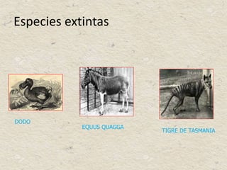Especies extintas
DODO
TIGRE DE TASMANIA
EQUUS QUAGGA
 