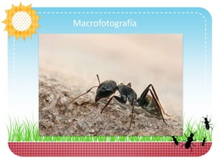 Macrofotografía