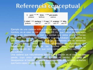 Referencia conceptual Ejemplo de una cadena trófica que fue afectada por la intervención del hombre, es el caso de los coyotes en EE.UU. que fueron considerados plaga y se diezmaron. Si bien es verdad que estos animales vivían cerca del hombre y de cuando en cuando robaban una gallina su principal alimento lo constituía un grupo de roedores que se alimentan de tubérculos y raíces carnosas empleadas en agricultura. La desaparición casi total de los coyotes trajo aparejado una superpoblación de roedores, que como consecuencia hizo estragos en los cultivos.Una cadena que naturalmente tiende a la extinción es el caso del oso panda, cuyo único alimento es la caña de bambú. En caso de desaparecer el bambú, el panda desaparecerían sin remedio, a menos que fuera capaz de alimentarse de otro vegetal. 