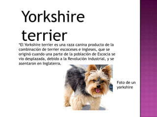 Yorkshire
terrier

*El Yorkshire terrier es una raza canina producto de la
combinación de terrier escoceses e ingleses, que se
originó cuando una parte de la población de Escocia se
vio desplazada, debido a la Revolución industrial, y se
asentaron en Inglaterra.

Foto de un
yorkshire

 