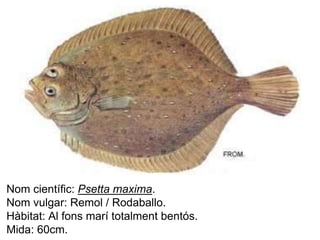 Nom científic: Psetta maxima. 
Nom vulgar: Remol / Rodaballo. 
Hàbitat: Al fons marí totalment bentós. 
Mida: 60cm. 
 