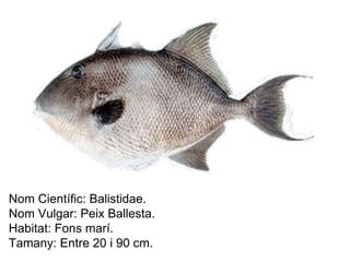 Nom Científic: Balistidae. 
Nom Vulgar: Peix Ballesta. 
Habitat: Fons marí. 
Tamany: Entre 20 i 90 cm. 
 