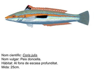 Nom científic: Coris julis. 
Nom vulgar: Peix doncella. 
Hàbitat: Al fons de escasa profunditat. 
Mida: 25cm. 
