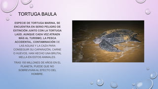 TORTUGA BAULA
ESPECIE DE TORTUGA MARINA, SE
ENCUENTRA EN SERIO PELIGRO DE
EXTINCIÓN JUNTO CON LA TORTUGA
LAÚD. AUNQUE CADA VEZ ATRAEN
MÁS AL TURISMO, LA PESCA
ACCIDENTAL, CONTAMINACIÓN DE
LAS AGUAS Y LA CAZA PARA
CONSEGUIR SU CAPARAZÓN, CARNE
O HUEVOS, HAN HECHO UNA BRUTAL
MELLA EN ESTOS ANIMALES.
TRAS 150 MILLONES DE AÑOS EN EL
PLANETA, PUEDE QUE NO
SOBREVIVAN AL EFECTO DEL
HOMBRE.
 