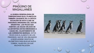 PINGÜINO DE
MAGALLANES
LA SUBIDA GENERALIZADA DE
TEMPERATURAS EN EL PLANETA ES
TAMBIÉN CAUSANTE DE LA CRÍTICA
SITUACIÓN DE ESTA CLASE DE
PINGÜINOS ORIGINARIA DEL SUR DE
ARGENTINA. LOS PECES QUE
HABITAN LAS AGUAS GÉLIDAS DE
LA ANTÁRTIDA ESTÁN EMIGRANDO A
CAUSA DEL CALENTAMIENTO DE
LAS CORRIENTES MARINAS. ESTOS
PECES SON EL ALIMENTO DE LOS
PINGÜINOS, QUE SE VEN OBLIGADOS
A DESPLAZARSE CIENTOS DE
KILÓMETROS PARA BUSCAR NUEVA
COMIDA, VIAJES EN LOS QUE
MUCHOS FALLECEN.
 