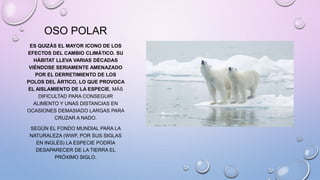 OSO POLAR
ES QUIZÁS EL MAYOR ICONO DE LOS
EFECTOS DEL CAMBIO CLIMÁTICO. SU
HÁBITAT LLEVA VARIAS DÉCADAS
VIÉNDOSE SERIAMENTE AMENAZADO
POR EL DERRETIMIENTO DE LOS
POLOS DEL ÁRTICO, LO QUE PROVOCA
EL AISLAMIENTO DE LA ESPECIE, MÁS
DIFICULTAD PARA CONSEGUIR
ALIMENTO Y UNAS DISTANCIAS EN
OCASIONES DEMASIADO LARGAS PARA
CRUZAR A NADO.
SEGÚN EL FONDO MUNDIAL PARA LA
NATURALEZA (WWF, POR SUS SIGLAS
EN INGLÉS) LA ESPECIE PODRÍA
DESAPARECER DE LA TIERRA EL
PRÓXIMO SIGLO.
 