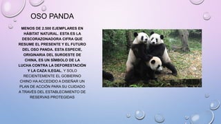 OSO PANDA
MENOS DE 2.500 EJEMPLARES EN
HÁBITAT NATURAL. ESTA ES LA
DESCORAZONADORA CIFRA QUE
RESUME EL PRESENTE Y EL FUTURO
DEL OSO PANDA. ESTA ESPECIE,
ORIGINARIA DEL SUROESTE DE
CHINA, ES UN SÍMBOLO DE LA
LUCHA CONTRA LA DEFORESTACIÓN
Y LA CAZA ILEGAL, Y SOLO
RECIENTEMENTE EL GOBIERNO
CHINO HA ACCEDIDO A DISEÑAR UN
PLAN DE ACCIÓN PARA SU CUIDADO
A TRAVÉS DEL ESTABLECIMIENTO DE
RESERVAS PROTEGIDAS
 