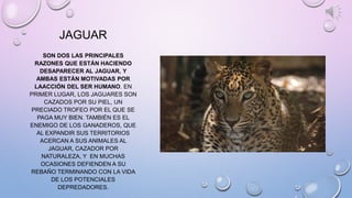 JAGUAR
SON DOS LAS PRINCIPALES
RAZONES QUE ESTÁN HACIENDO
DESAPARECER AL JAGUAR, Y
AMBAS ESTÁN MOTIVADAS POR
LAACCIÓN DEL SER HUMANO. EN
PRIMER LUGAR, LOS JAGUARES SON
CAZADOS POR SU PIEL, UN
PRECIADO TROFEO POR EL QUE SE
PAGA MUY BIEN. TAMBIÉN ES EL
ENEMIGO DE LOS GANADEROS, QUE
AL EXPANDIR SUS TERRITORIOS
ACERCAN A SUS ANIMALES AL
JAGUAR, CAZADOR POR
NATURALEZA, Y EN MUCHAS
OCASIONES DEFIENDEN A SU
REBAÑO TERMINANDO CON LA VIDA
DE LOS POTENCIALES
DEPREDADORES.
 