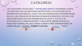 CATEGORÍAS:
LAS CATEGORÍAS “EN PELIGRO” Y “EN PELIGRO CRÍTICO” CONTIENEN A TODOS
LAS ESPECIES QUE HAN MOSTRADO IMPORTANTES FLUCTUACIONES EN SU
DISTRIBUCIÓN GEOGRÁFICA, JUNTO CON UNA DISMINUCIÓN O FRAGMENTACIÓN
DE ELLA; UNA POBLACIÓN DE INDIVIDUOS MADUROS MENOR DE LOS 250 O LOS
2500 EJEMPLARES CON UNA PROBABILIDAD DE UN 50 % O UN 20 % DE
EXTINCIÓN EN SU FORMA SILVESTRE; Y UNA FUERTE DISMINUCIÓN EN SU
POBLACIÓN GENERAL EN LOS ÚLTIMOS 10 AÑOS O TRES GENERACIONES, EN
ORDEN DEL 70 % Y EL 80 %, RESPECTIVAMENTE.
 