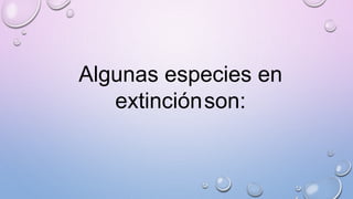 Algunas especies en
extinciónson:
 