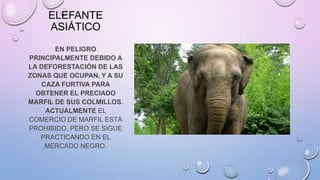 ELEFANTE
ASIÁTICO
EN PELIGRO
PRINCIPALMENTE DEBIDO A
LA DEFORESTACIÓN DE LAS
ZONAS QUE OCUPAN, Y A SU
CAZA FURTIVA PARA
OBTENER EL PRECIADO
MARFIL DE SUS COLMILLOS.
ACTUALMENTE EL
COMERCIO DE MARFIL ESTÁ
PROHIBIDO, PERO SE SIGUE
PRACTICANDO EN EL
MERCADO NEGRO.
 