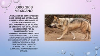 LOBO GRIS
MEXICANO
LA SITUACIÓN DE ESTA ESPECIE DE
LOBO ES MÁS QUE CRÍTICA. HACE
CUARENTA AÑOS, A MEDIADOS DE
LA DÉCADA DE LOS 70 FUE
DECLARADO ESPECIE EN PELIGRO
DE EXTINCIÓN. HOY EN DÍA, PESE A
LOS ESFUERZOS POR SU
CONSERVACIÓN, YA HA
DESAPARECIDO POR COMPLETO EN
SU HÁBITAT NATURAL. LOS POCOS
EJEMPLARES QUE QUEDAN VIVOS
ESTÁN EN CAUTIVIDAD. LA CAUSA DE
SU DESAPARICIÓN HA SIDO
PRINCIPALMENTE LA ACCIÓN
HUMANA, QUE LOS HA IDO
ELIMINANDO PARA PROTEGER SU
GANADO.
 