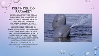 DELFÍN DEL RIO
IRRAWADDY
CURIOSO HABITANTE DE AGUAS
DULCES DEL SUR Y SURESTE DE
ASIA, SOBRE TODO CONCENTRADO
EN EL MEKONG (VIETNAM,
TAILANDIA, CAMBOYA, LAOS…).
MUERE PORQUE ASCIENDE EN
NIVEL DE SALINIDAD EN LAS AGUAS,
POR LA POCA SUPERVIVENCIA DE
LAS CRÍAS,CONTAMINACIÓN EN LA
ZONA Y POR LA FORMA DE PESCA
UTILIZADA PARA EL RECIENTEMENTE
FAMOSO Y COMERCIALIZADO
PESCADO DE PANGA. EN 2011,
ÚNICAMENTE SE CONTABILIZARON
85 EJEMPLARES.
 