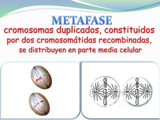 cromosomas duplicados, constituidos
por dos cromosomátidas recombinadas,
se distribuyen en parte media celular
 