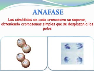 Las cómátidas de cada cromosoma se separan,
obteniendo cromosomas simples que se desplazan a los
polos
 