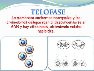 La membrana nuclear se reorganiza y los
cromosomas desaparecen al descondensarse el
ADN y hay citocinesis, obteniendo células
haploides.
 