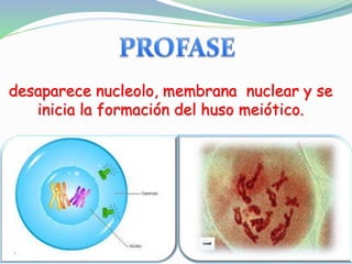 desaparece nucleolo, membrana nuclear y se
inicia la formación del huso meiótico.
 