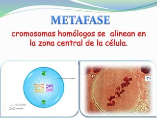 cromosomas homólogos se alinean en
la zona central de la célula.
 