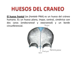El hueso frontal (os frontale PNA) es un hueso del cráneo
humano. Es un hueso plano, impar, central, simétrico con
dos caras (endocraneal y exocraneal) y un borde
circunferencial.
 
