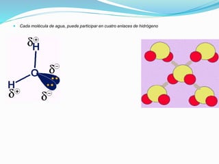  Cada molécula de agua, puede participar en cuatro enlaces de hidrógeno
 