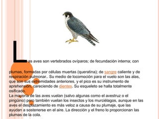 Las aves son vertebrados ovíparos; de fecundación interna; con plumas, formadas por células muertas (queratina); de sangre caliente y de respiración pulmonar.. Su medio de locomoción para el vuelo son las alas, que son sus extremidades anteriores, y el pico es su instrumento de aprehensión, careciendo de dientes. Su esqueleto se halla totalmente osificado. La mayoría de las aves vuelan (salvo algunas como el avestruz o el pingüino) pero también vuelan los insectos y los murciélagos, aunque en las aves el desplazamiento es más veloz a causa de su plumaje, que las ayudan a sostenerse en el aire. La dirección y el freno lo proporcionan las plumas de la cola. 