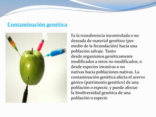 Contaminación genética
Es la transferencia incontrolada o no
deseada de material genético (por
medio de la fecundación) hacia una
población salvaje. Tanto
desde organismos genéticamente
modificados a otros no modificados, o
desde especies invasivas o no
nativas hacia poblaciones nativas. La
contaminación genética afecta el acervo
génico (patrimonio genético) de una
población o especie, y puede afectar
la biodiversidad genética de una
población o especie
 