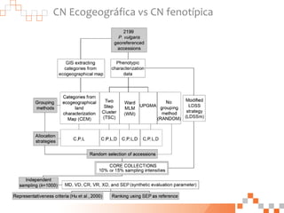 CN Ecogeográfica vs CN fenotípica
 