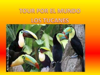 TOUR POR EL MUNDO LOS TUCANES 